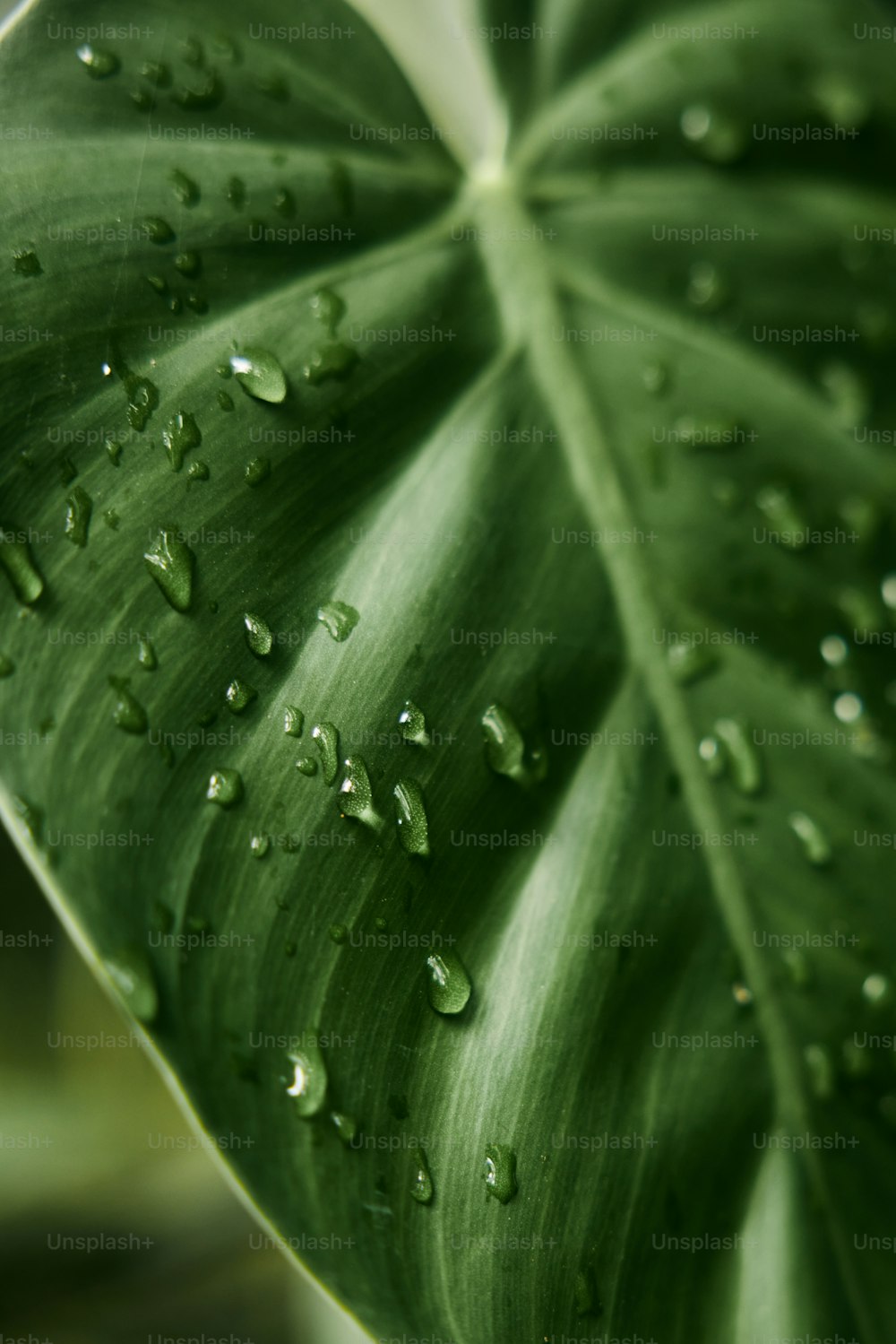 a large green leaf with drops of water on it