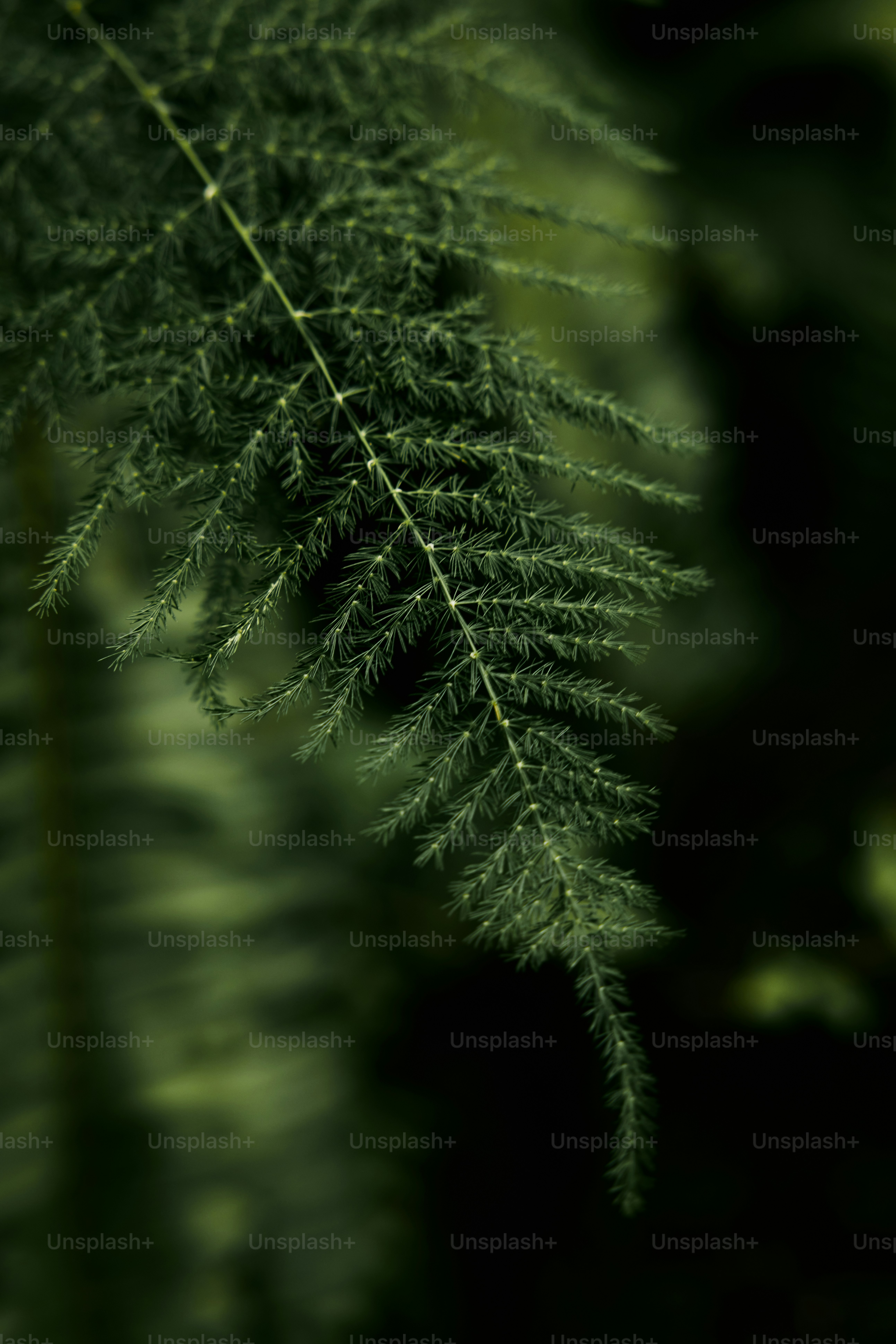 um close up de uma planta verde com um fundo desfocado