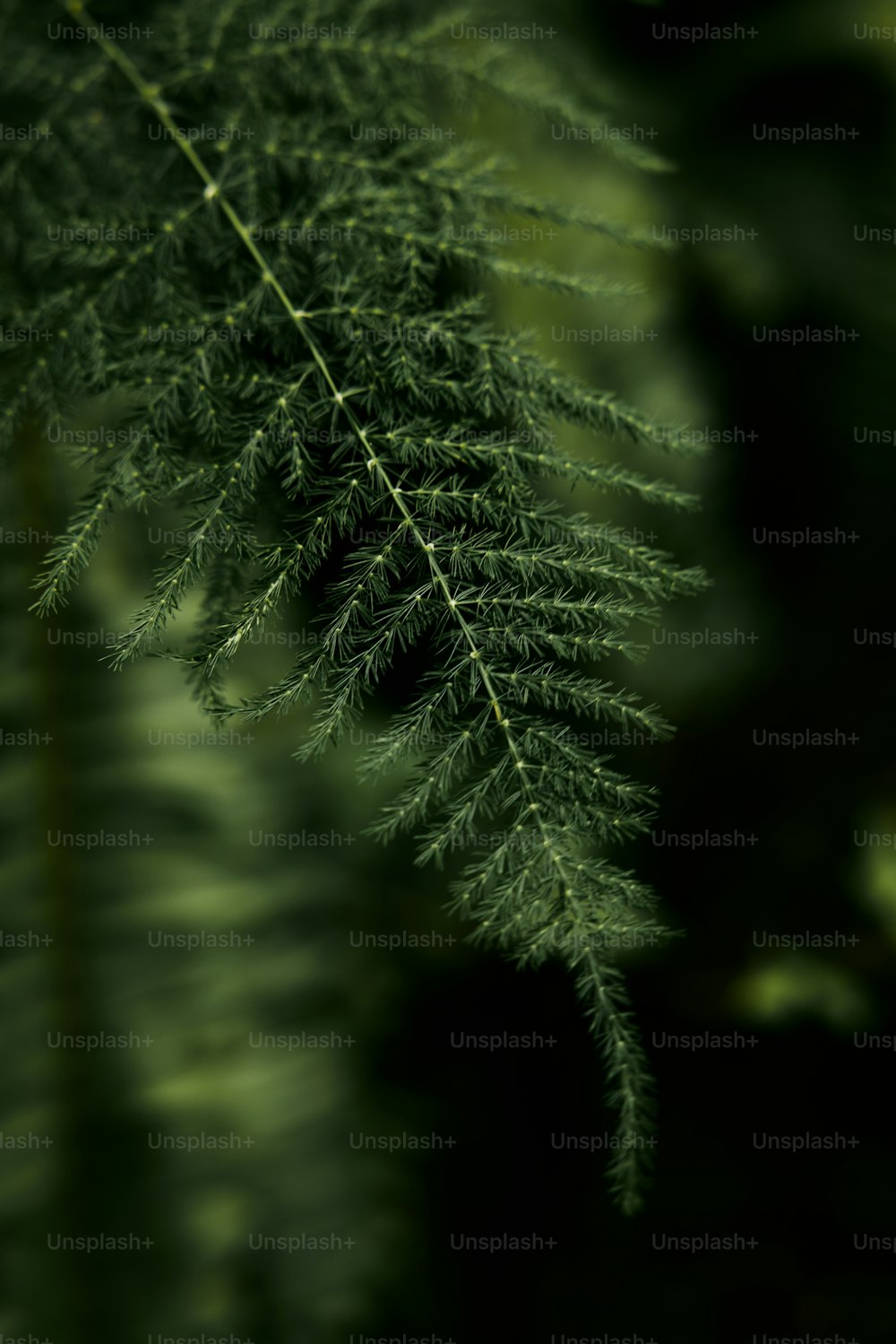 a close up of a green plant with a blurry background