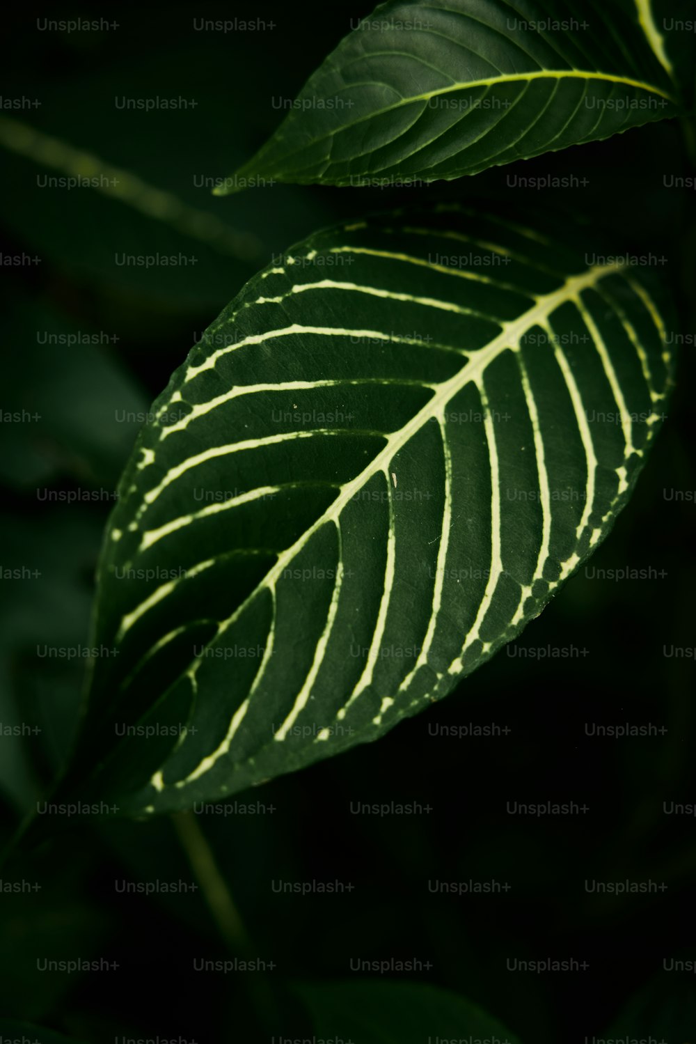 a close up of a green leaf on a tree