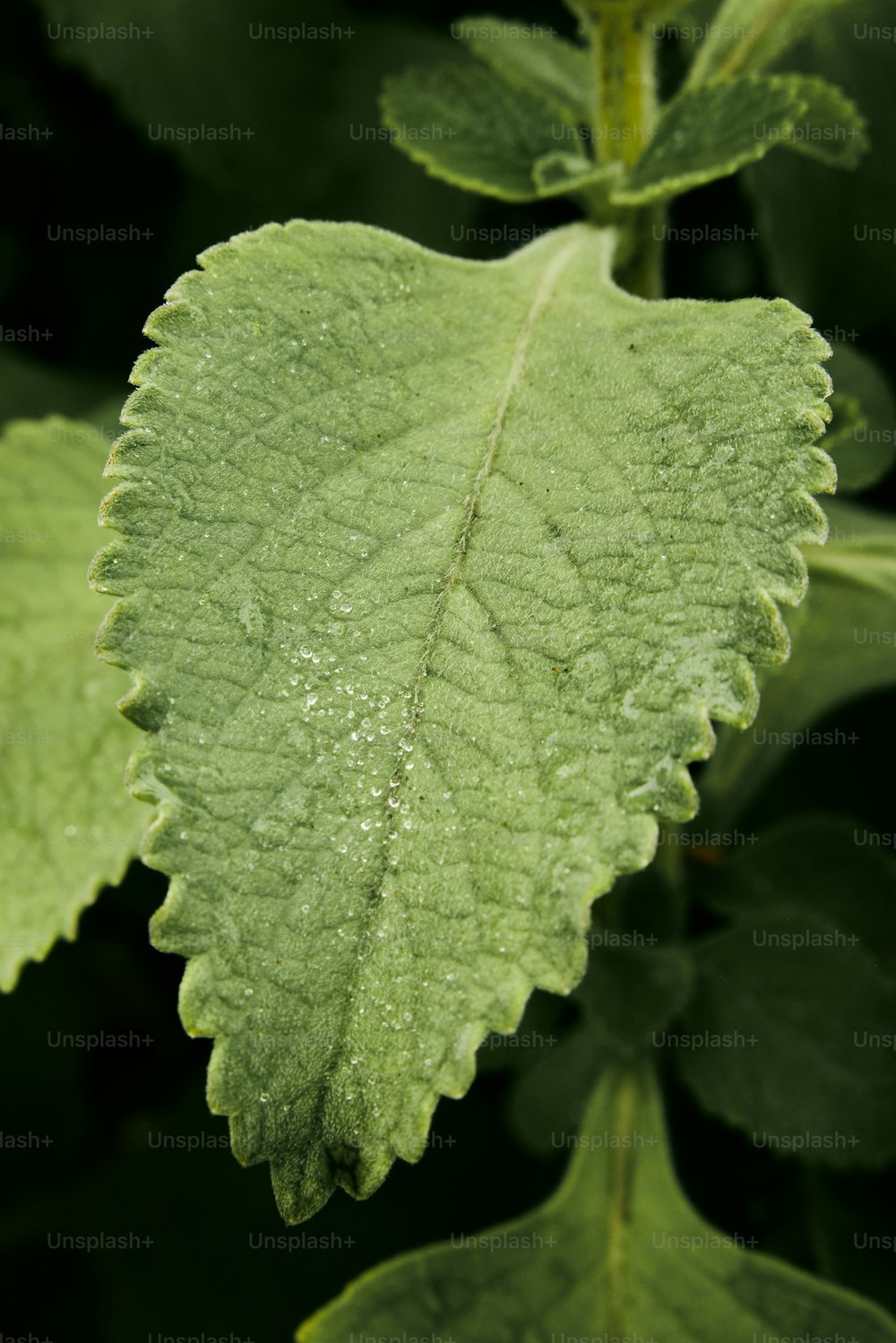 Mint Plant Pictures  Download Free Images on Unsplash