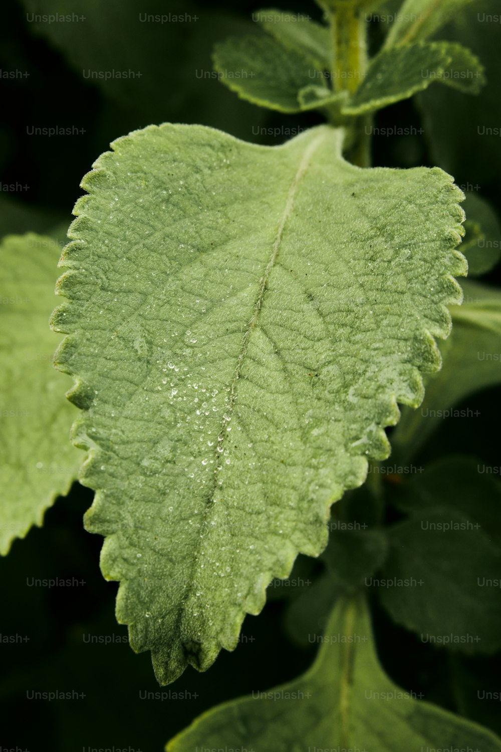 a green leaf with drops of water on it