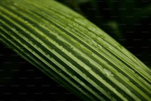 a close up of a green leaf with drops of water on it