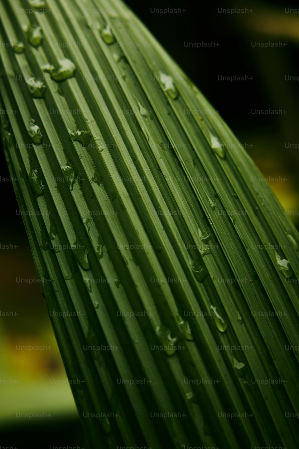 a green leaf with water drops on it