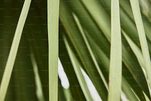 a close up of a palm tree with green leaves