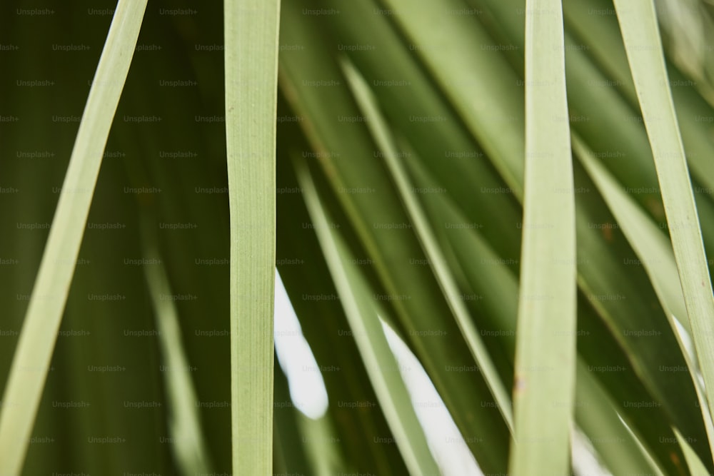 Nahaufnahme einer Palme mit grünen Blättern