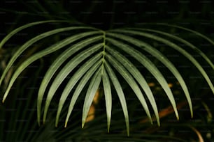 Un primo piano di una foglia di palma con uno sfondo scuro