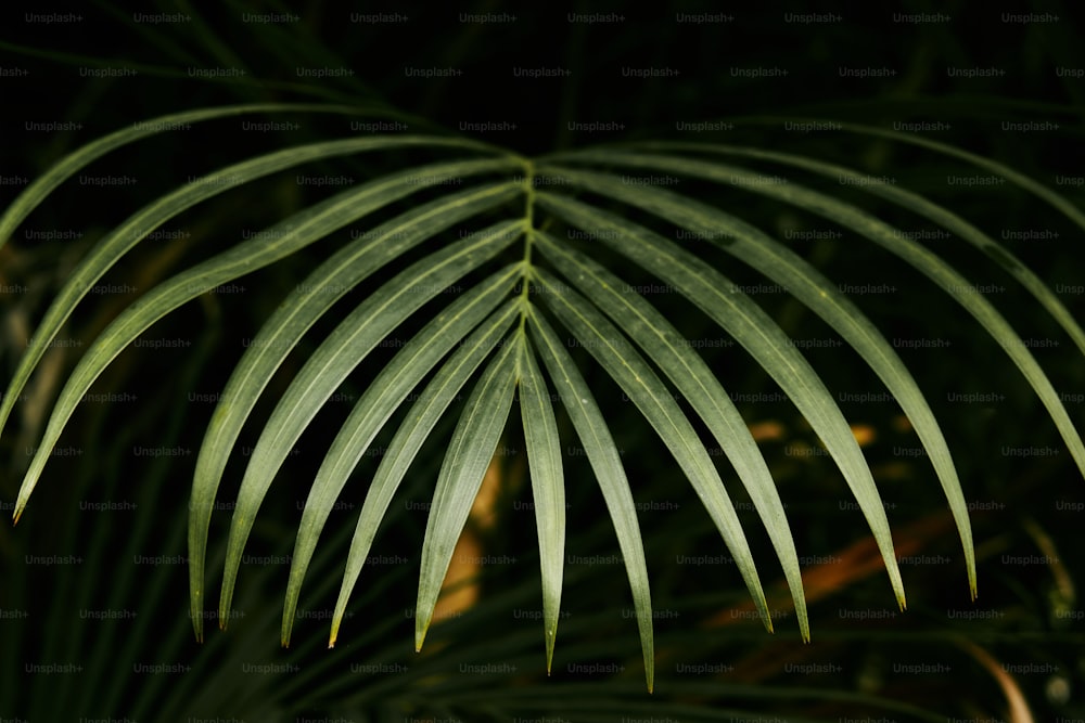 Nahaufnahme eines Palmblattes mit dunklem Hintergrund