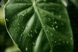 uma grande folha verde com gotículas de água sobre ela
