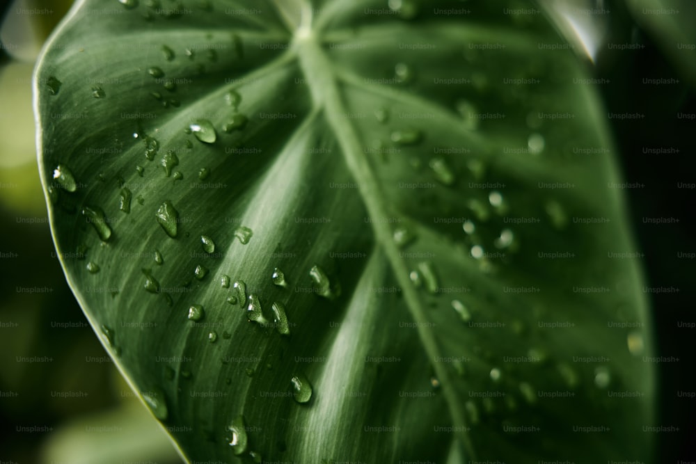 a large green leaf with water droplets on it