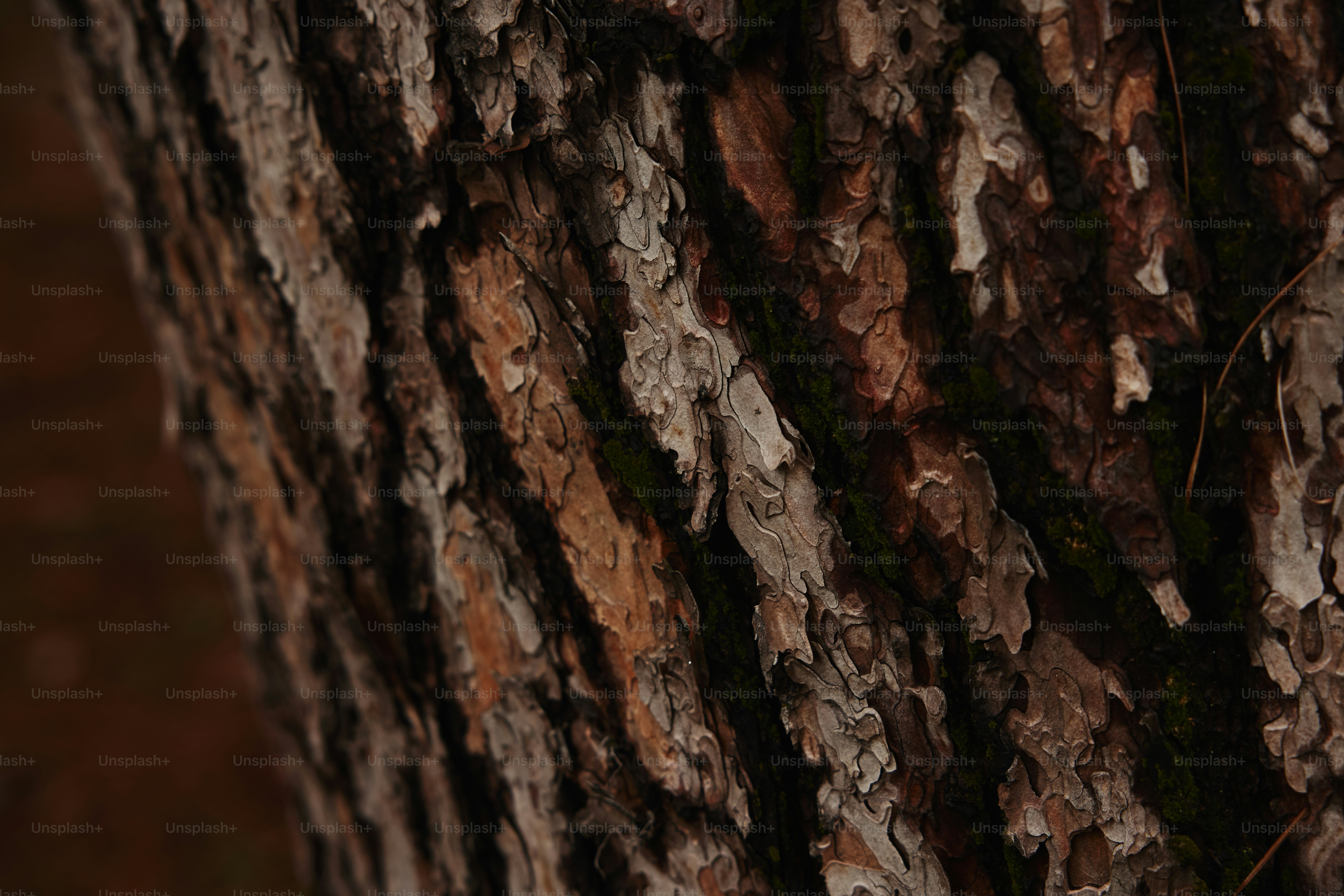 a close up of the bark of a tree