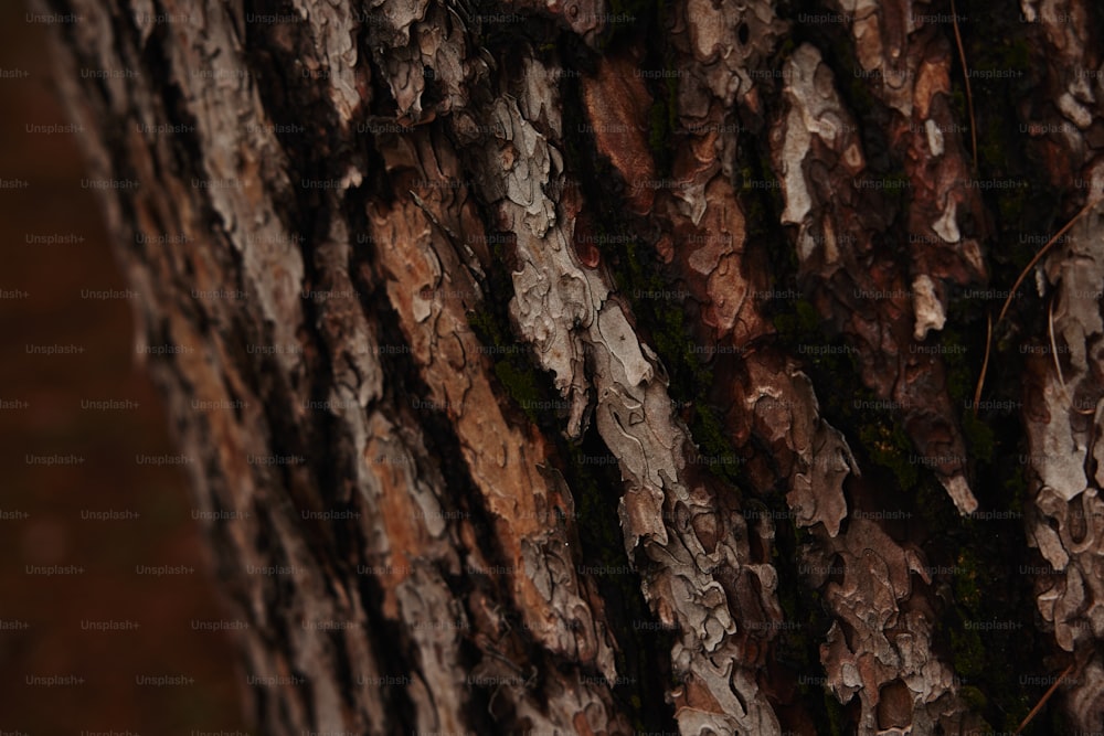 a close up of the bark of a tree