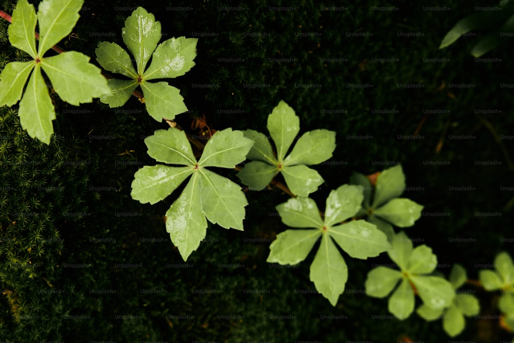 un gruppo di foglie verdi su una superficie muschiosa