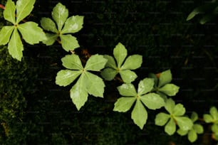a group of green leaves on a mossy surface