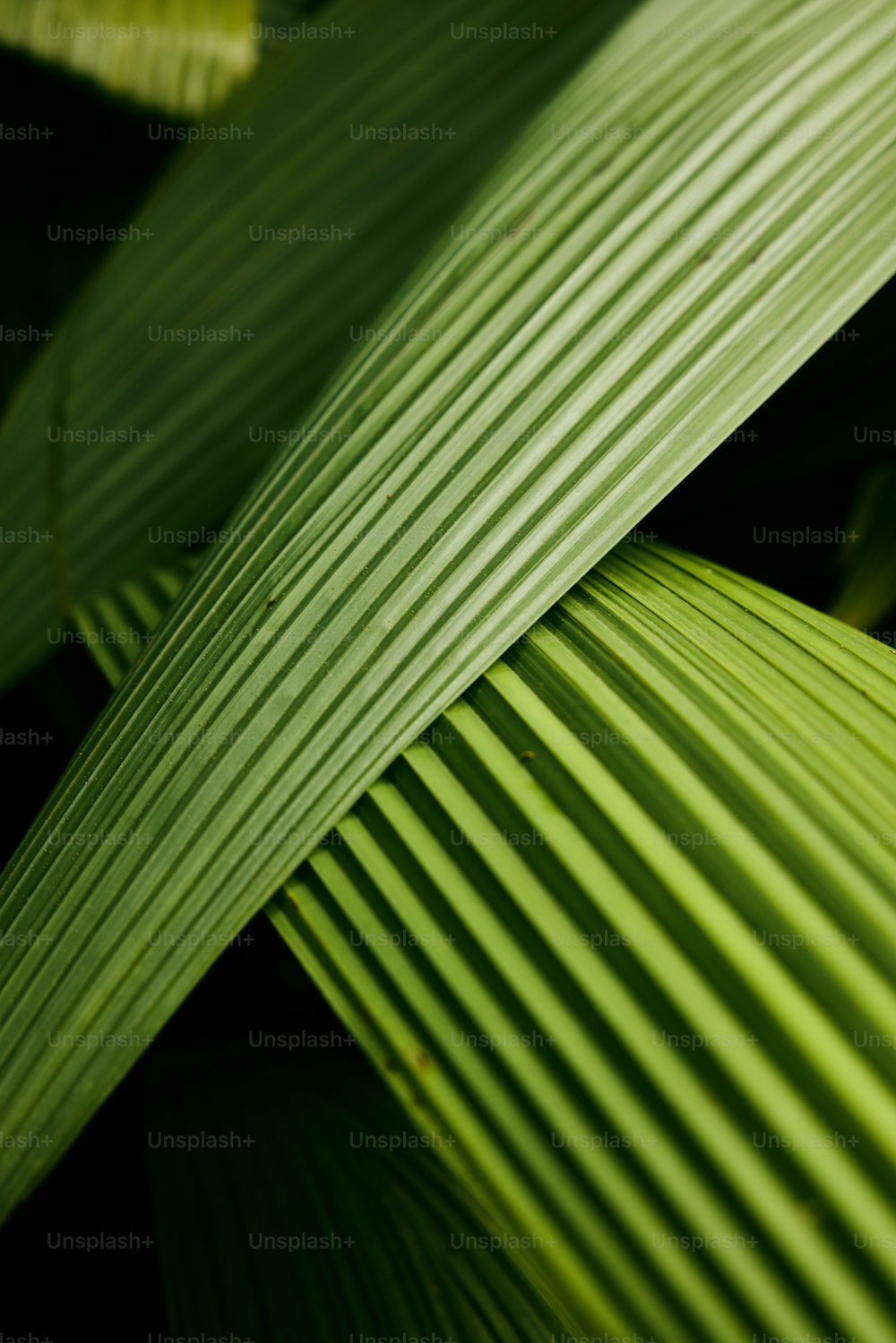 a close up view of a green leaf