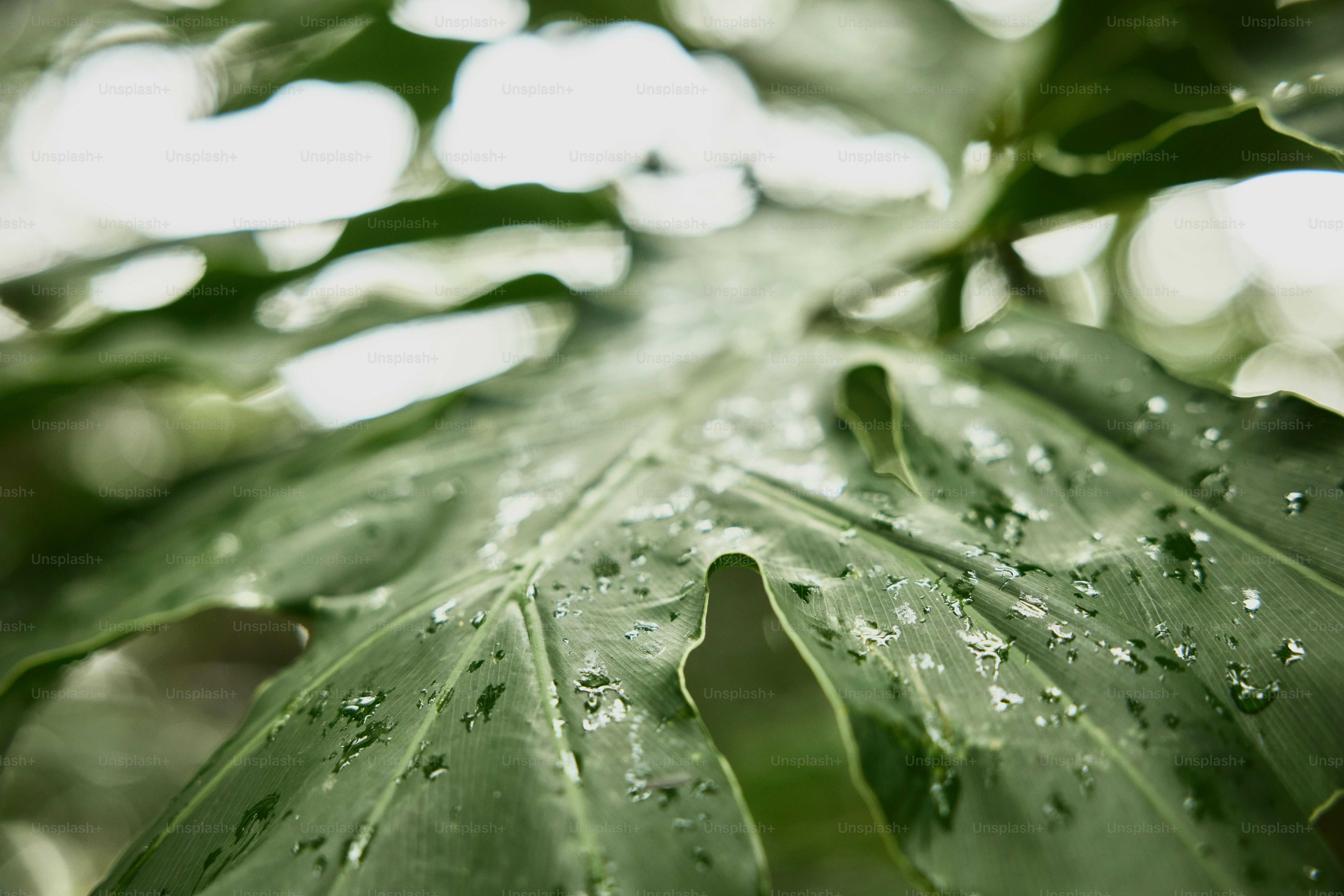 una foglia verde con goccioline d'acqua su di essa
