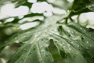 a green leaf with water droplets on it