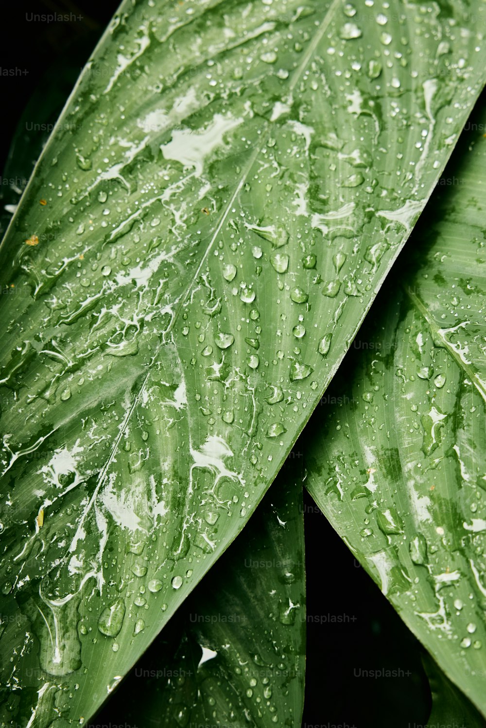 uma folha verde com gotículas de água sobre ela