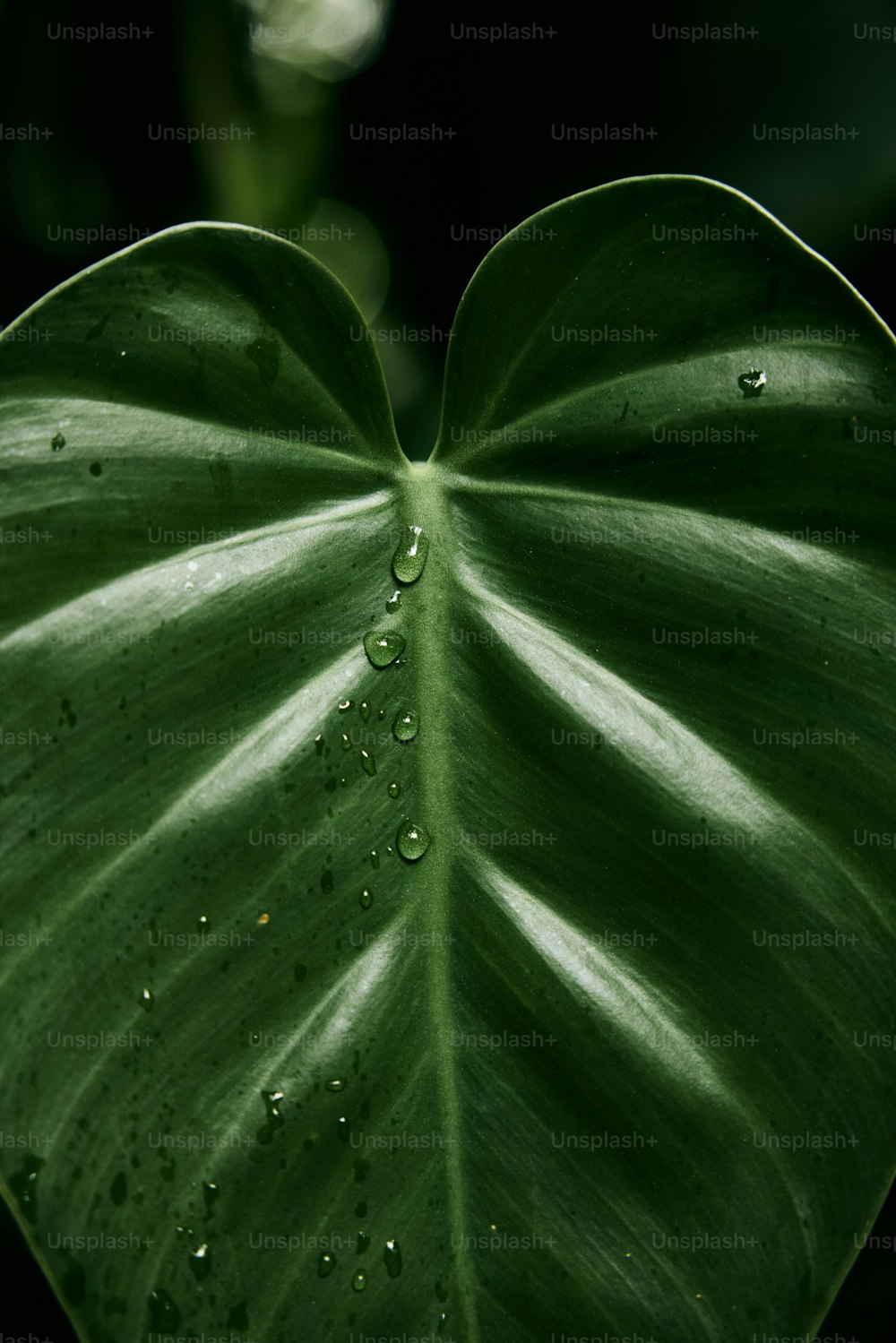 a large green leaf with drops of water on it