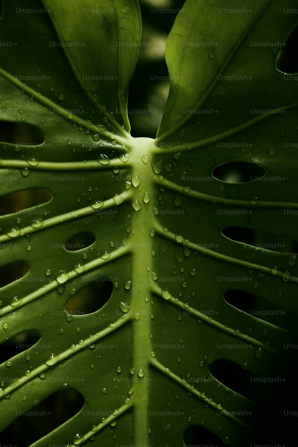 a close up of a green leaf with drops of water on it