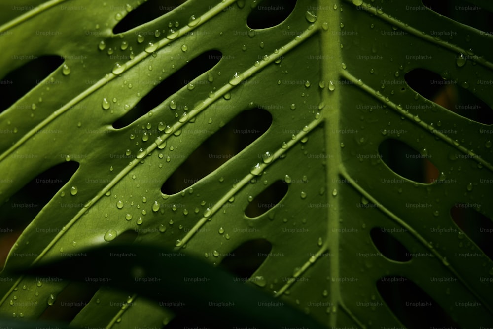 un primer plano de una hoja verde con gotas de agua