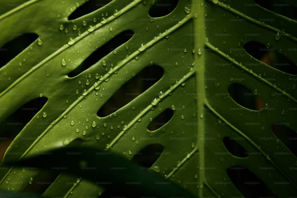 un primo piano di una foglia verde con gocce d'acqua su di essa