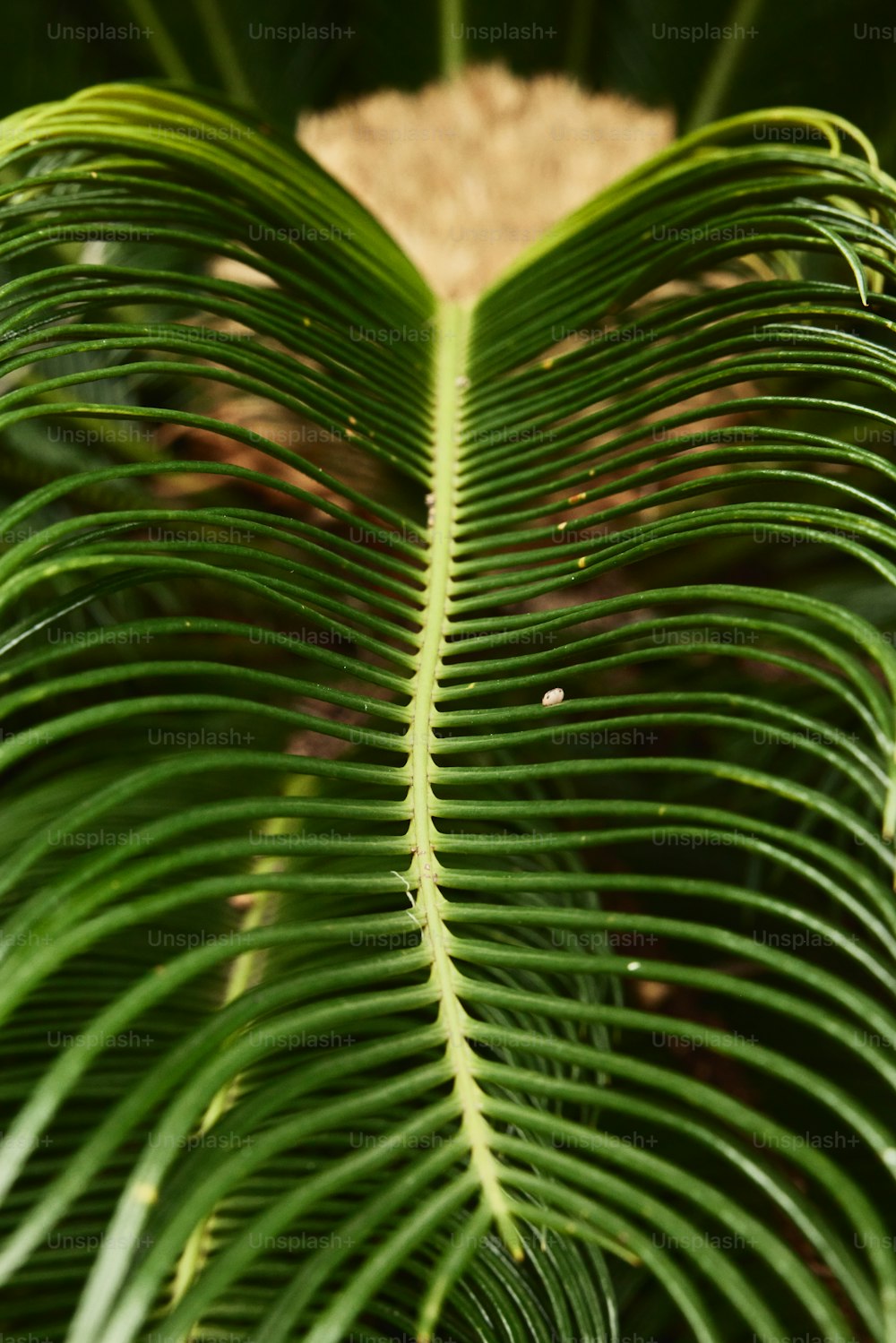 un primo piano di una grande foglia verde