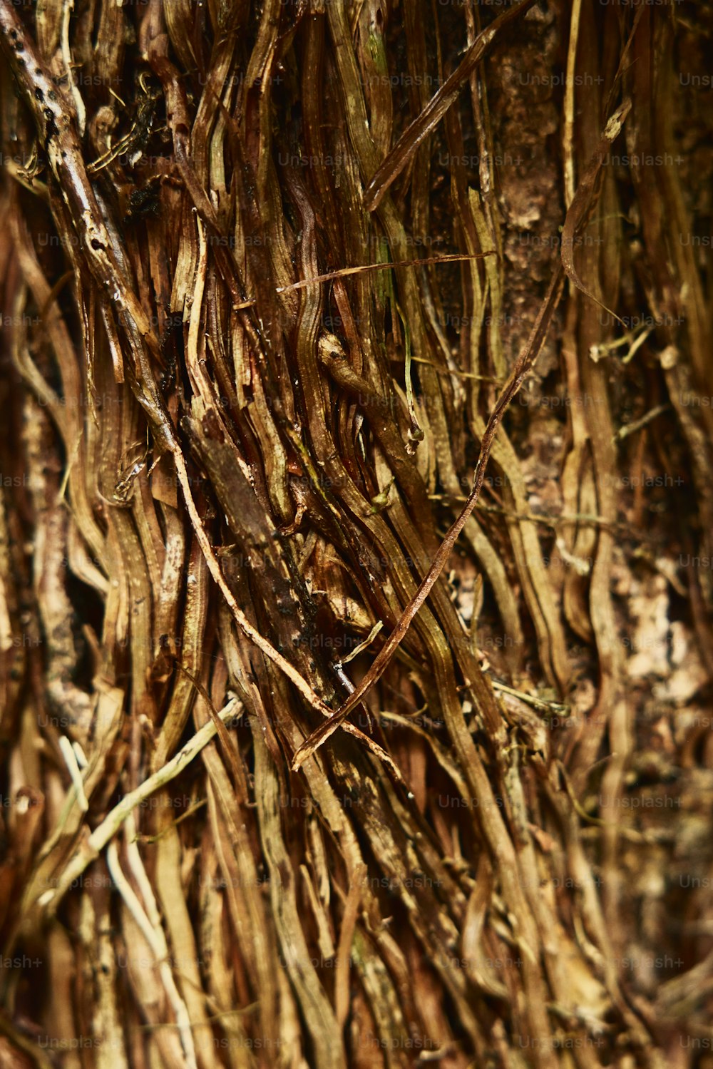 a close up of a bunch of vines on a tree
