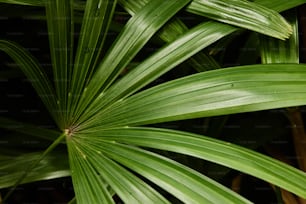 a close up of a green leafy plant