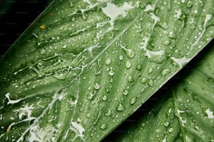 a green leaf with water drops on it