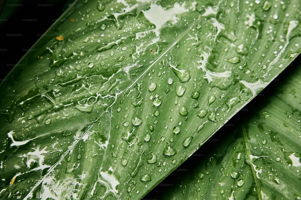 Waterdrop Water Drop Leaf Environmental Conservation Balance Green Nature  Stock Photo - Download Image Now - iStock, water drop 