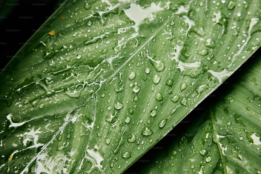 una hoja verde con gotas de agua