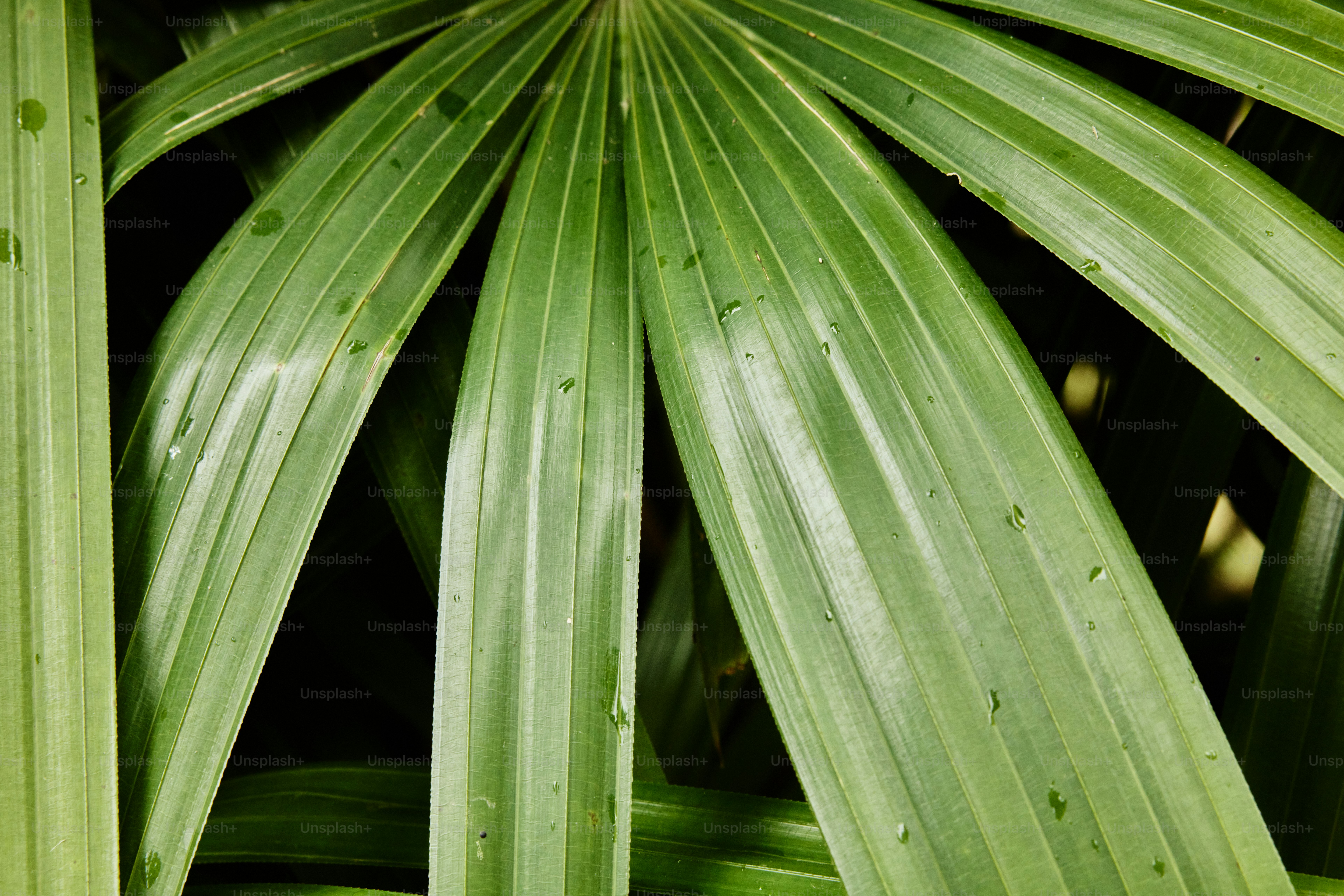 a close up of a green plant with lots of leaves