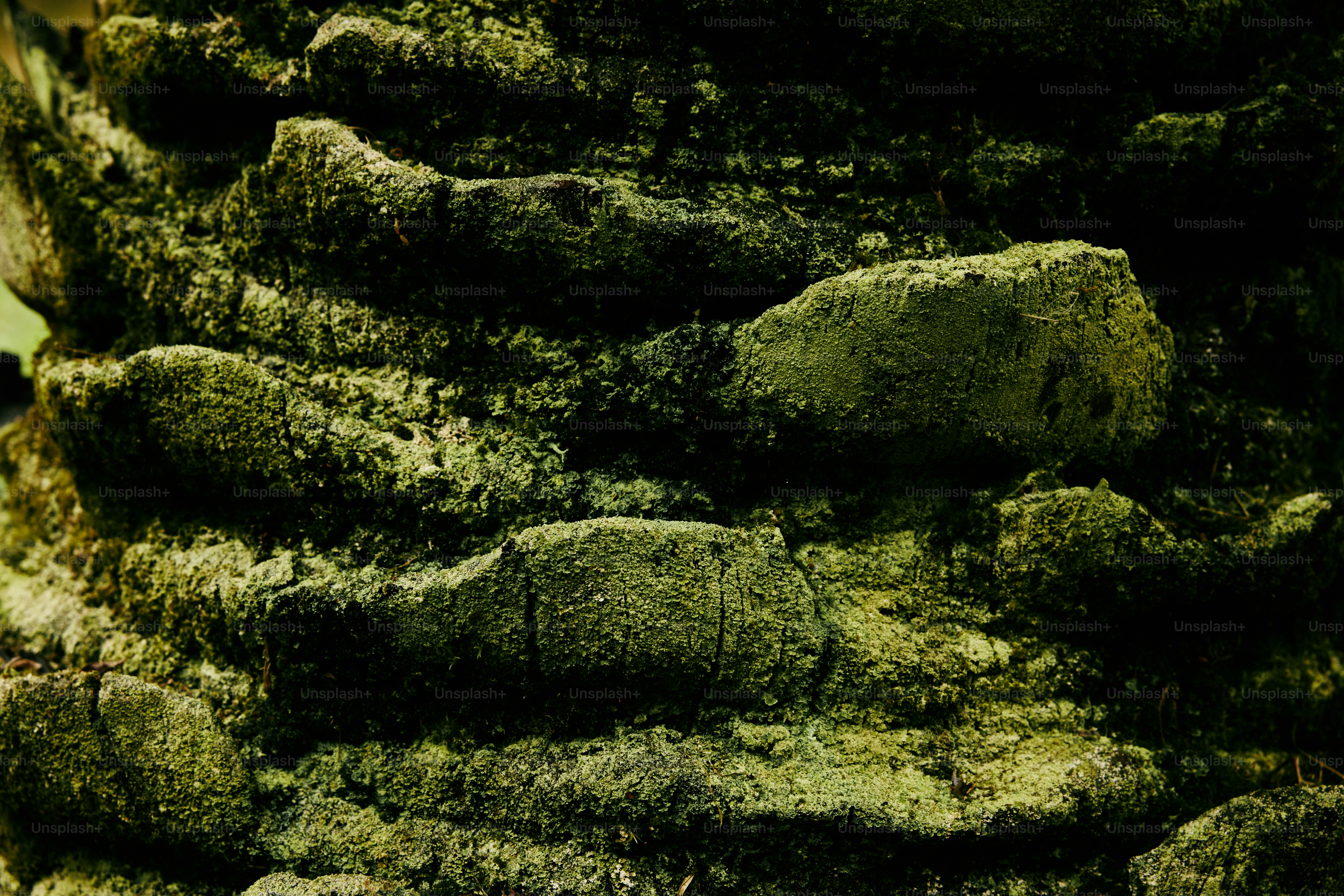 a close up of a moss covered tree trunk