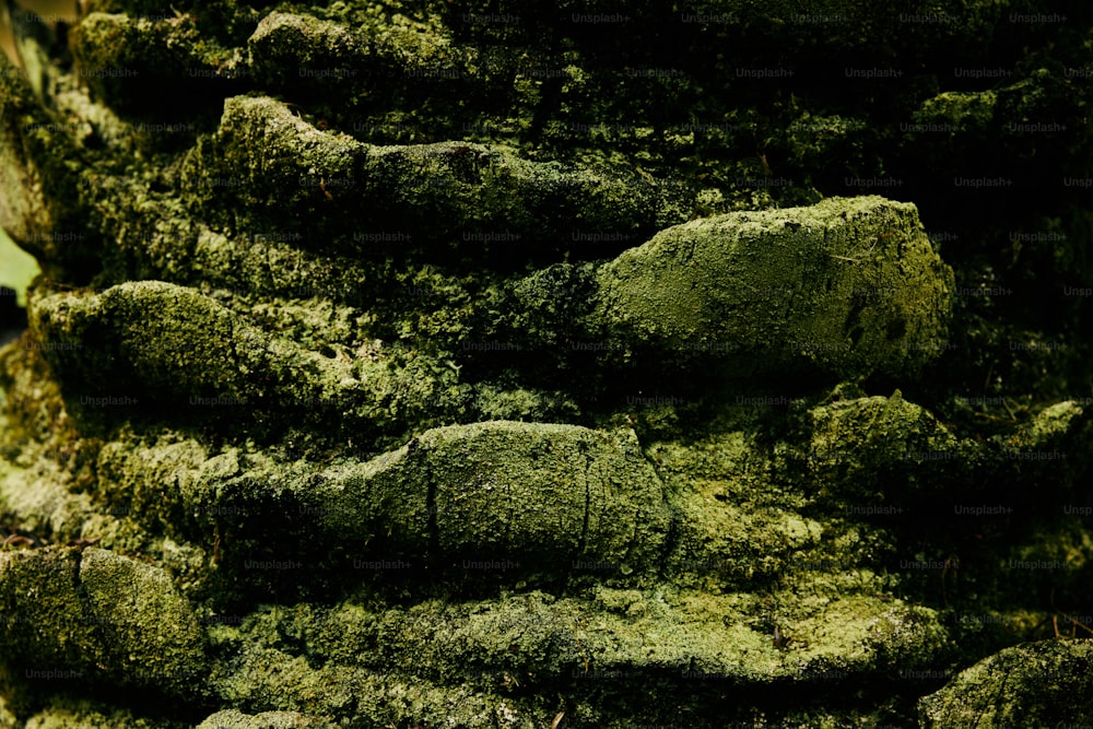 a close up of a moss covered tree trunk