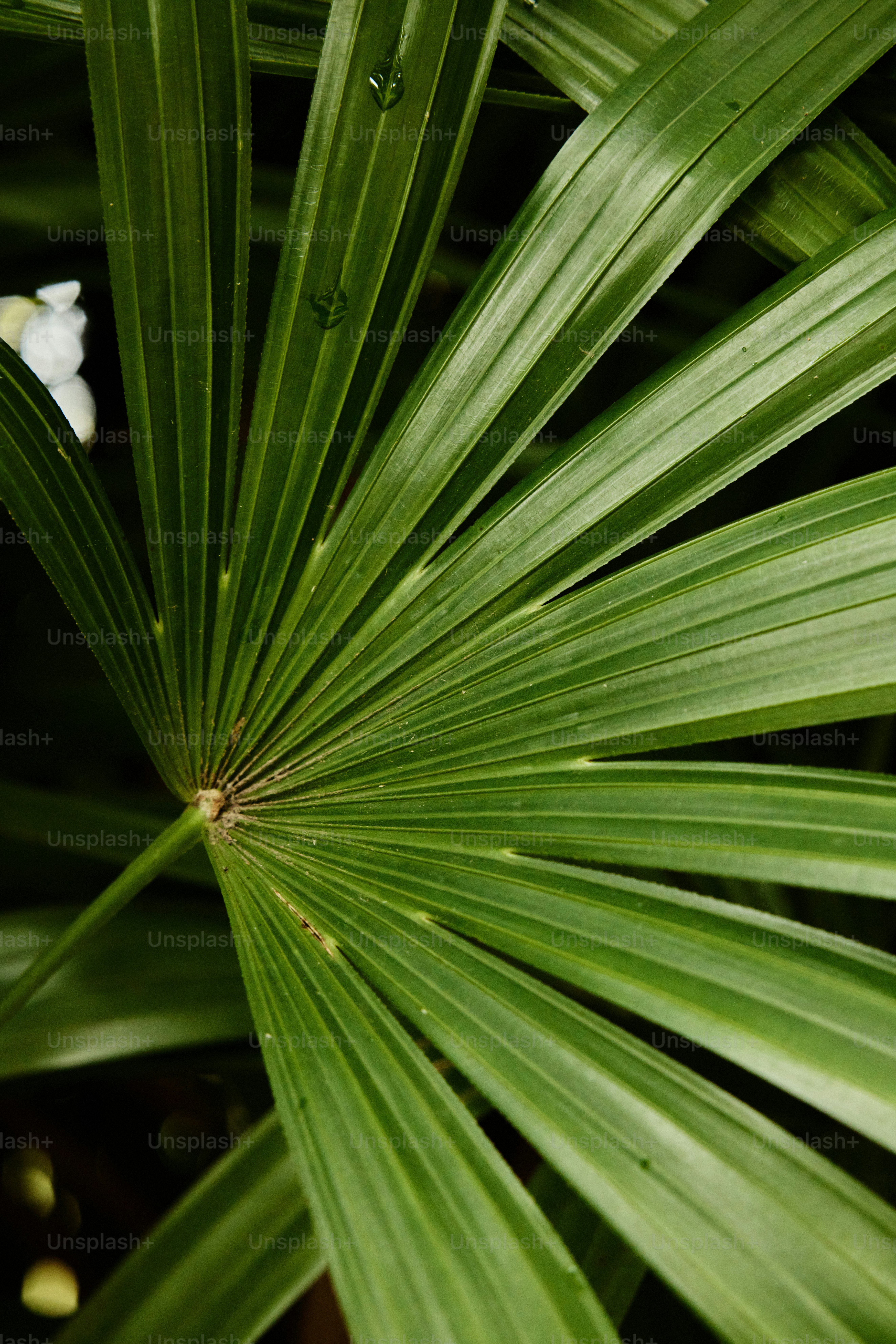 Un primo piano di una pianta verde con molte foglie