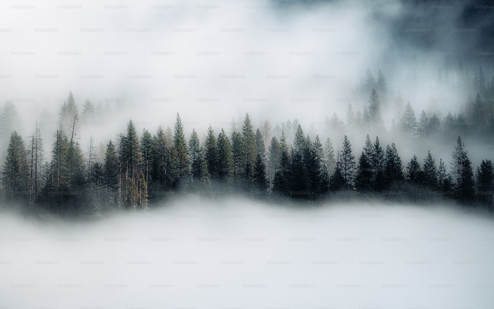 a foggy forest filled with lots of trees