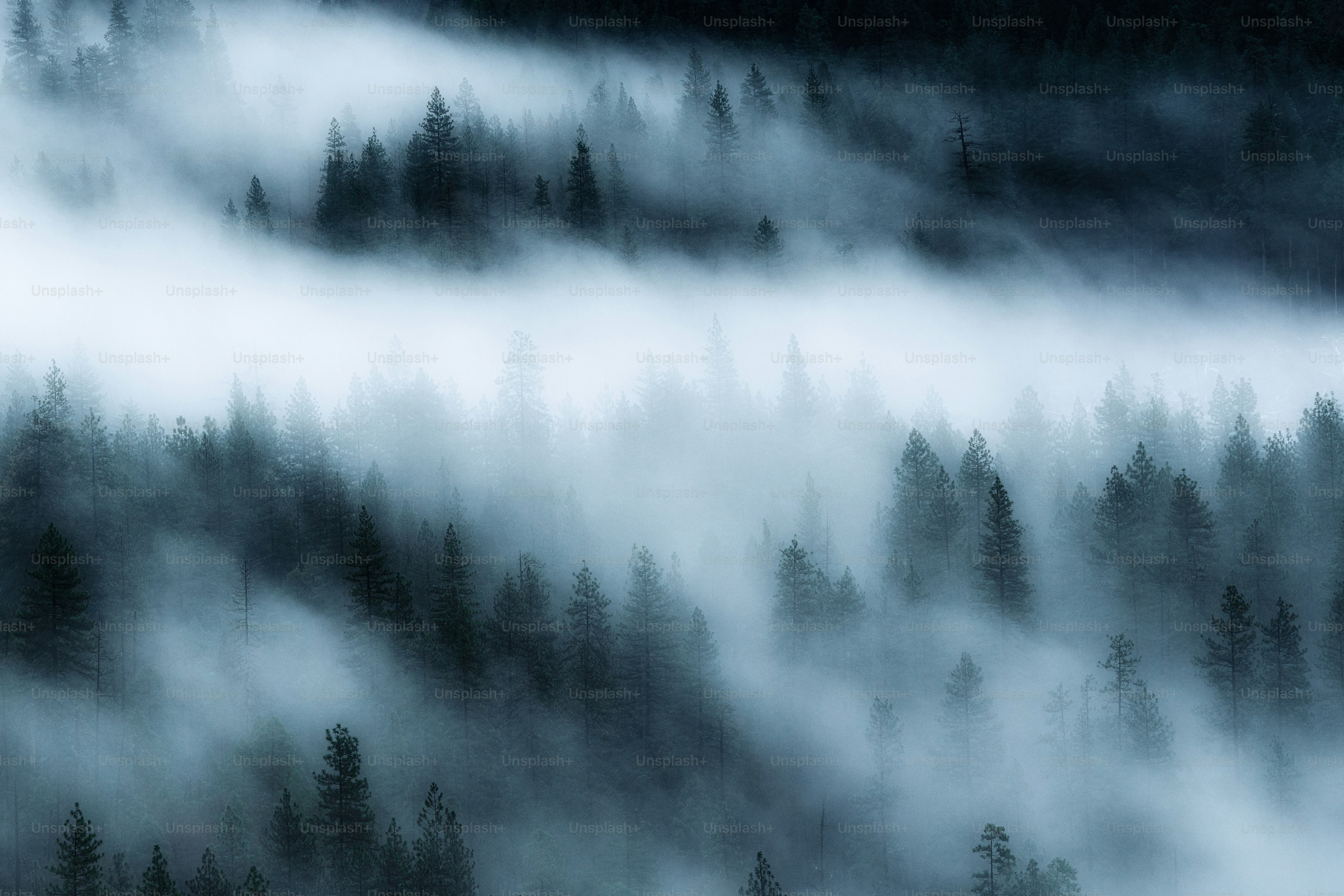 a forest filled with lots of trees covered in fog