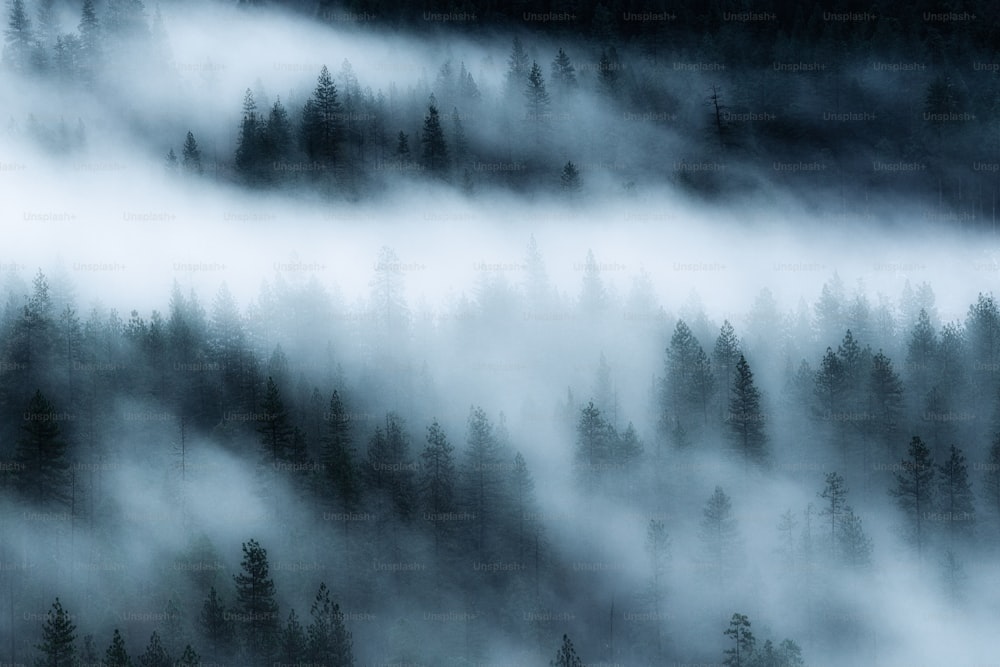 Une forêt remplie de beaucoup d’arbres couverts de brouillard