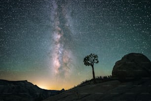 Un árbol solitario en una colina bajo un cielo nocturno lleno de estrellas