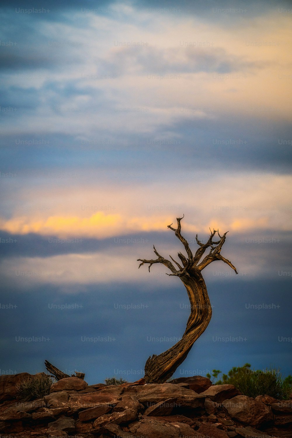 a tree that is standing in the dirt