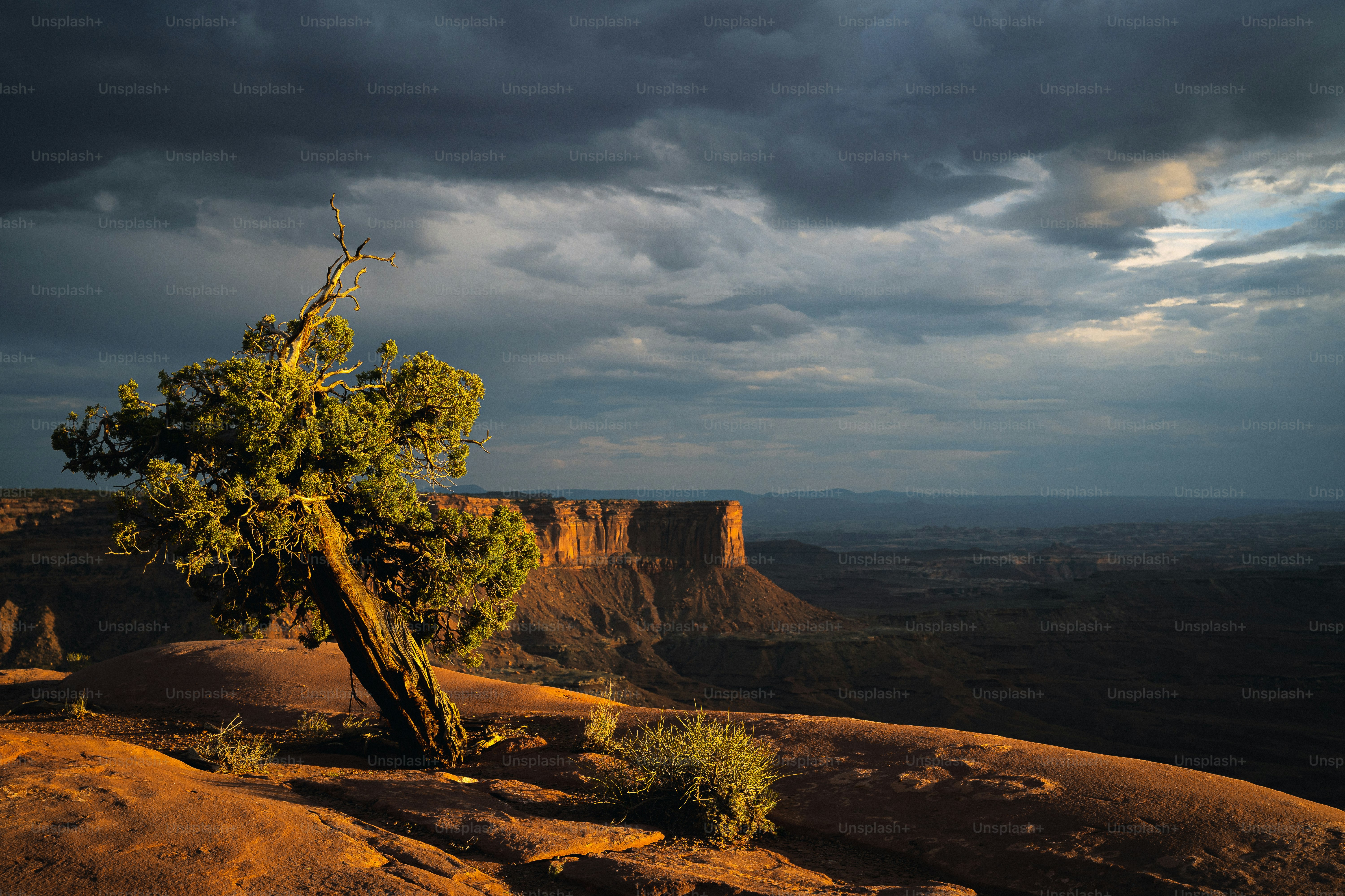 a lone tree on the edge of a cliff