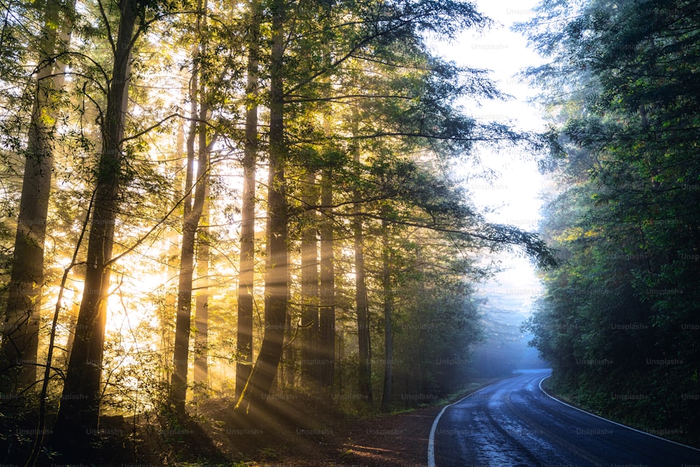 the sun is shining through the trees in the forest