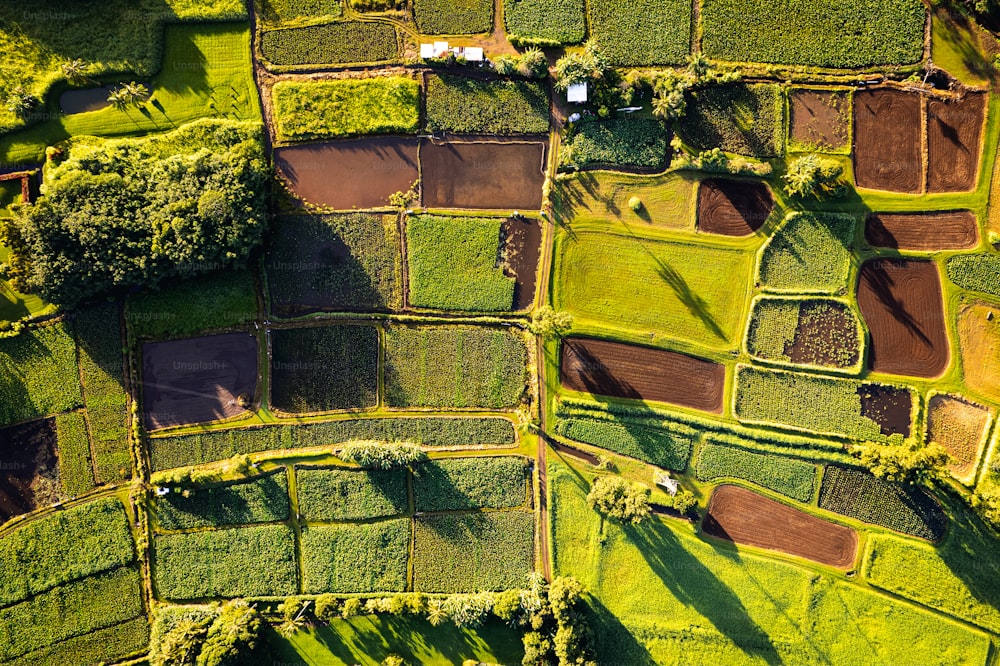 una veduta aerea di un rigoglioso campo verde