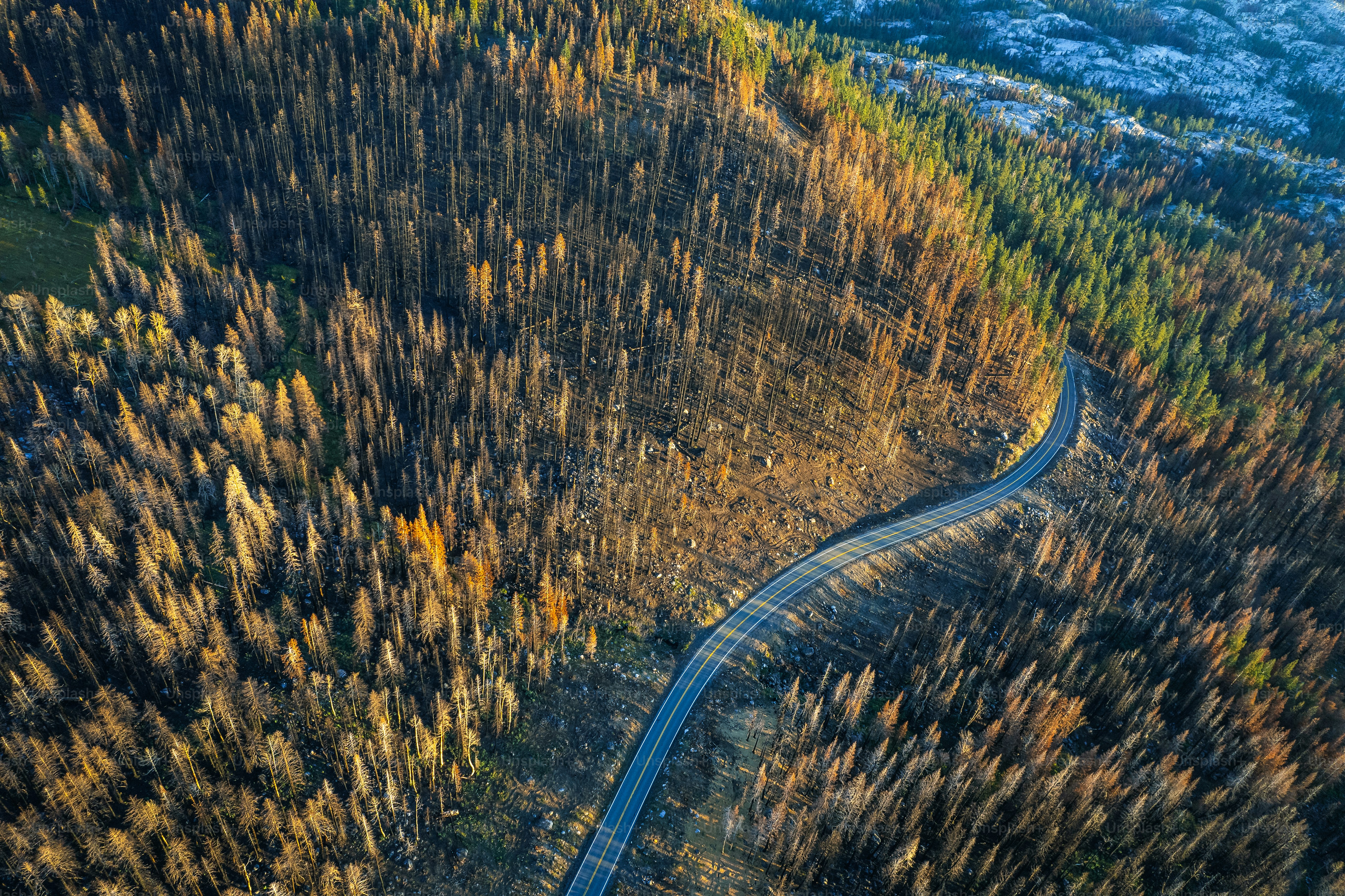a winding road in the middle of a forest