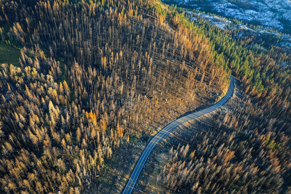 숲 한가운데의 구불구불한 길