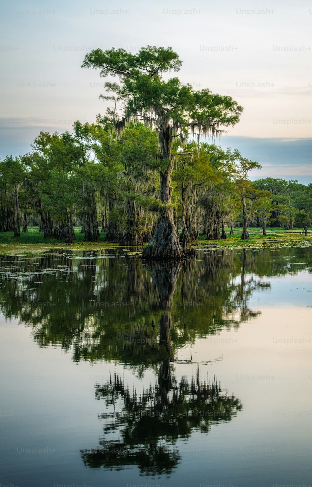 un árbol que está parado en el agua