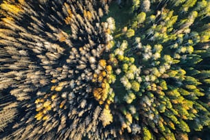 an aerial view of a forest with lots of trees