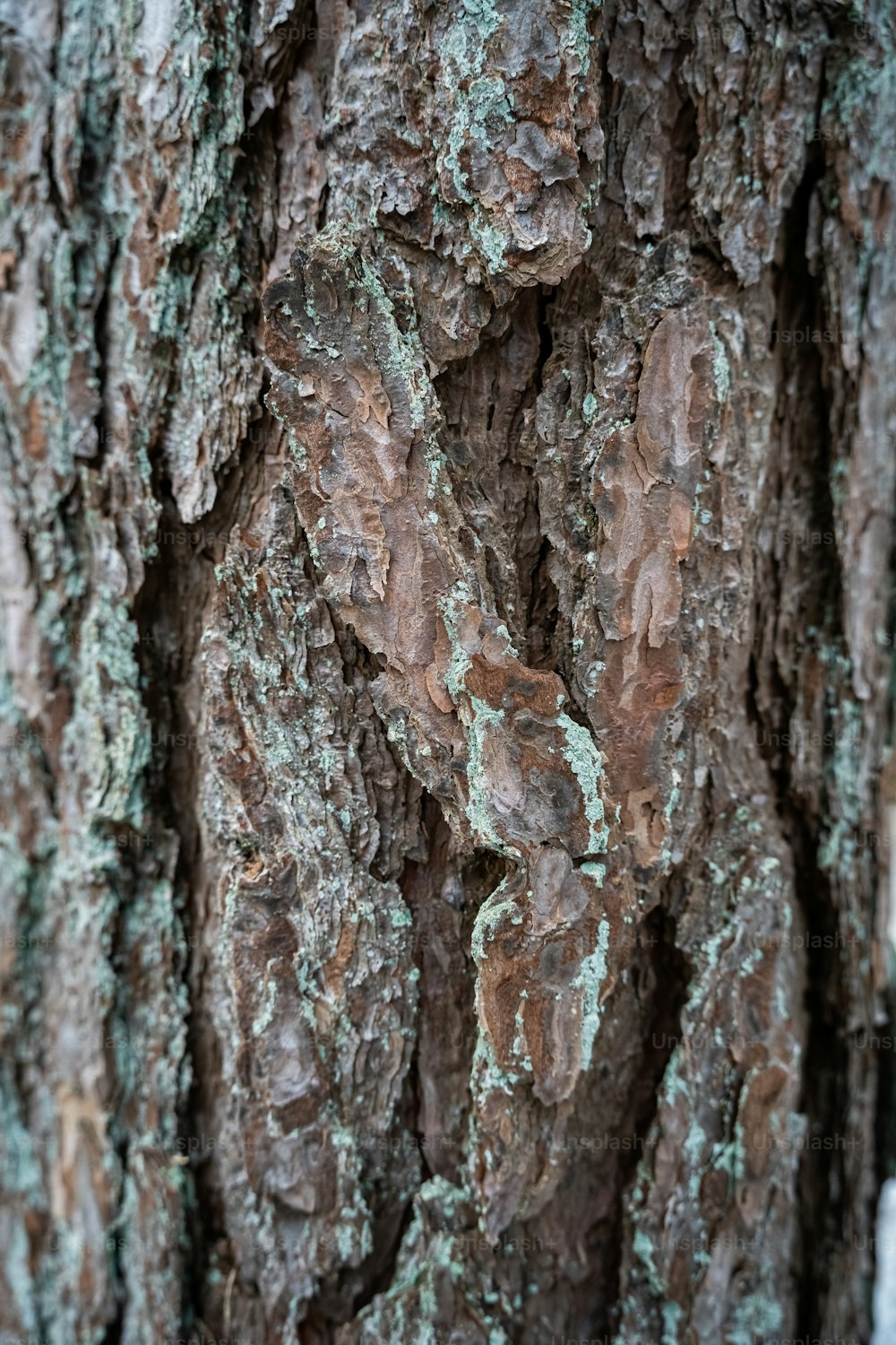 a close up of the bark of a tree