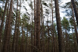 a forest filled with lots of tall trees